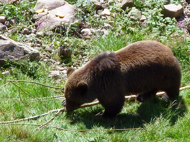 Orsa roofdierenpark