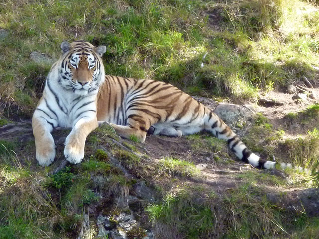 Orsa roofdierenpark