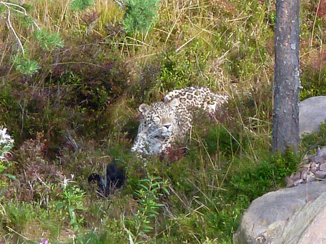 Orsa roofdierenpark