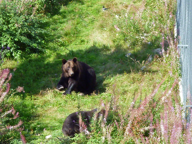 Orsa roofdierenpark